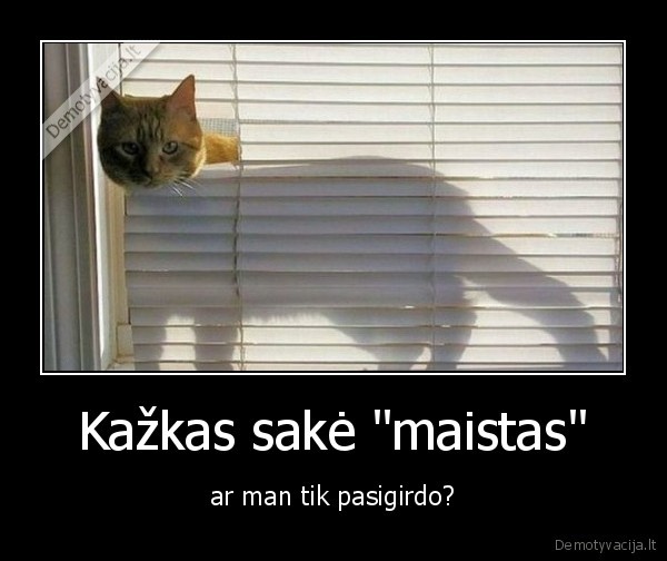 maistas,katinas