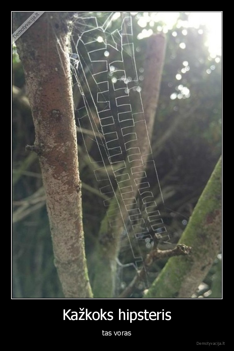 voras,hipsteris,megzti,voratinklis