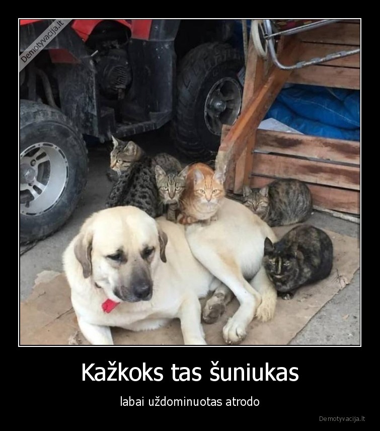 suo,katinai,uzdominavo
