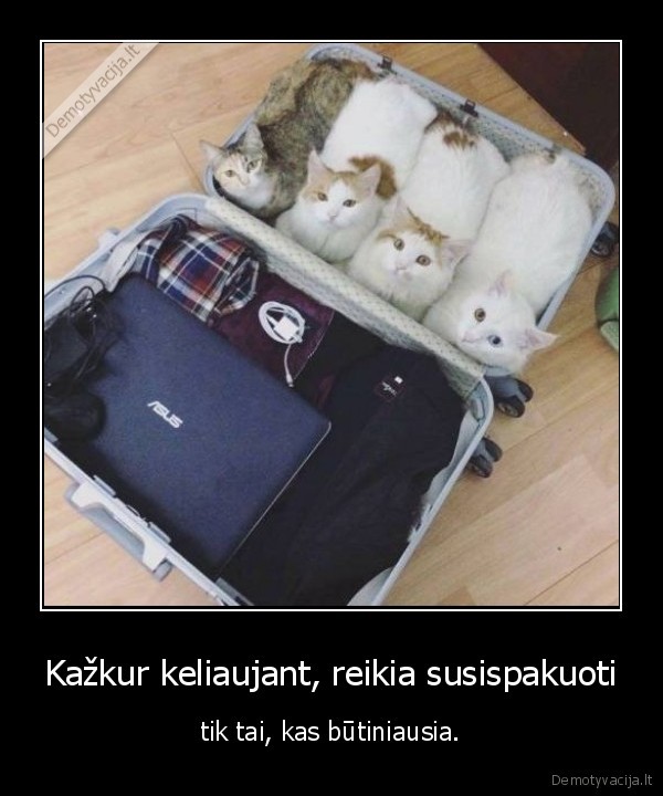 kaelione,kate,katinas