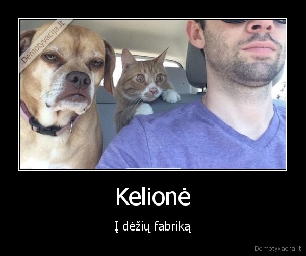 juokingi, gyvunai,katinas, dezeje