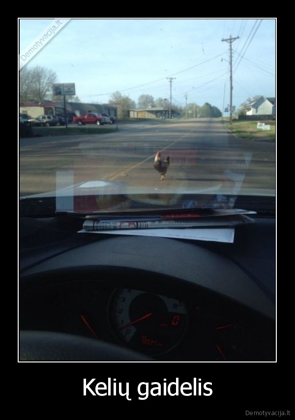 gaidys, kelyje,kietas, gaidys