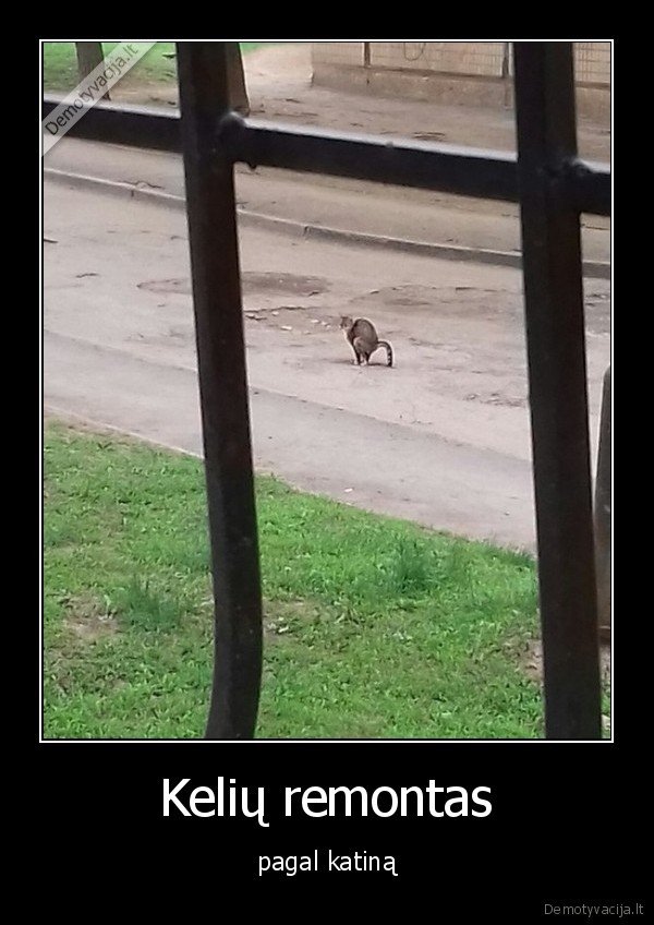 katinas,kaku,remontas,keliai