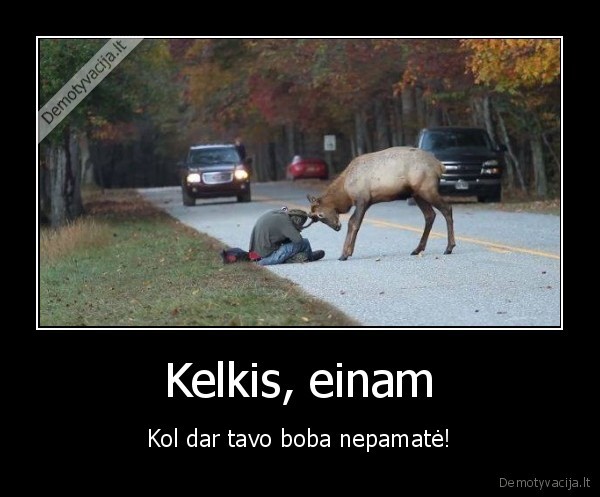 briedis,ragai,raguotis