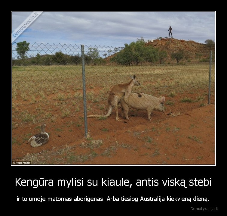 kengura,kiaule,aborigenas,australija