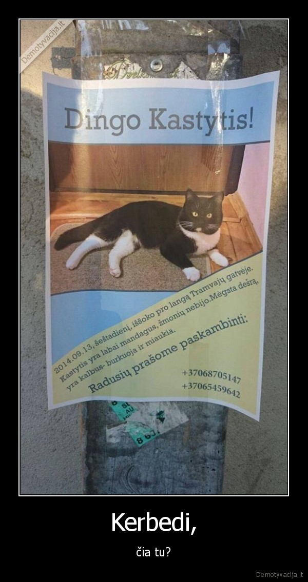 kastytis, kerbedis,katinas, kastytis,juokingas, katino, vardas