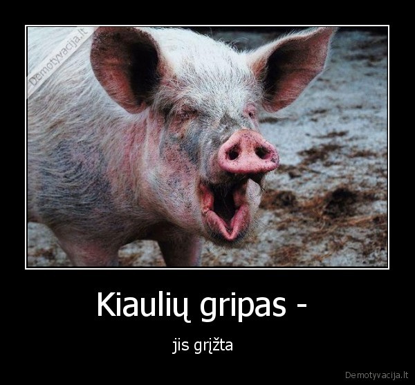 kiaules,gripas