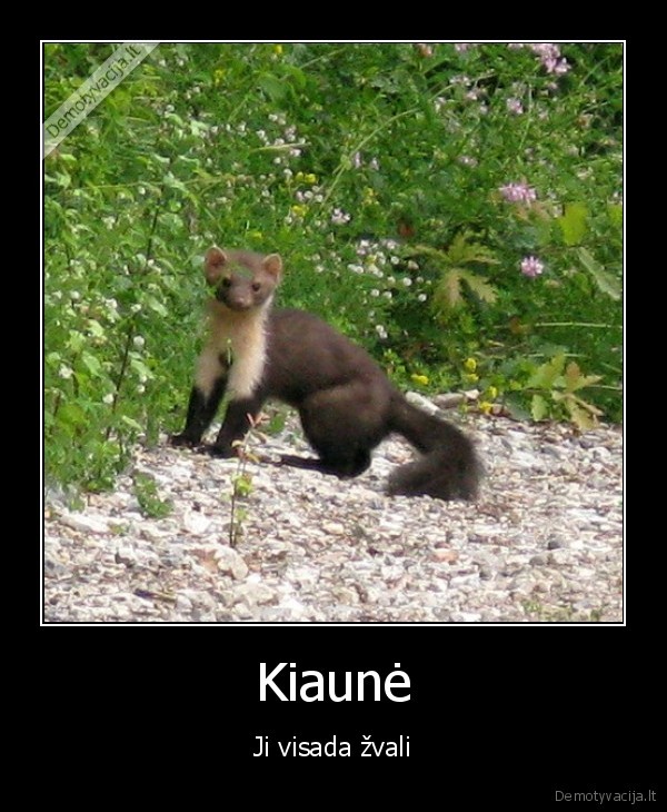 kiaune, gyvunas, kailis, zvali, gyvybinga