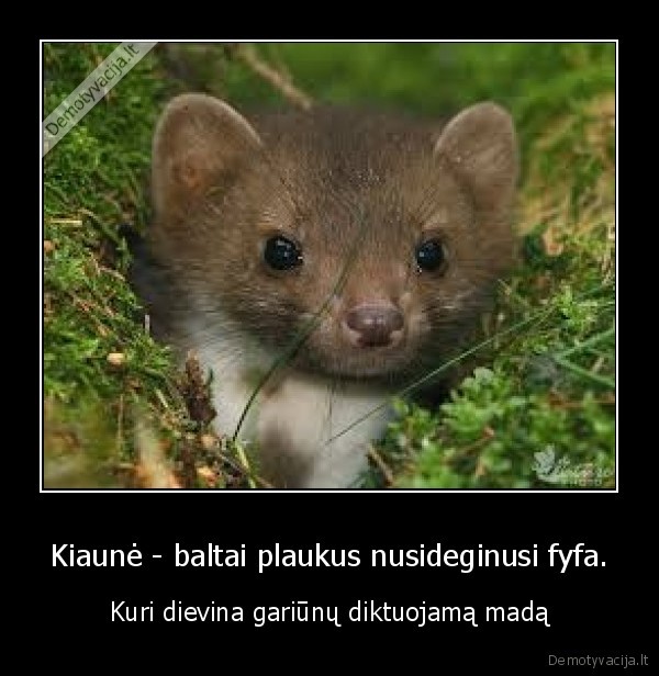 Kiaunė - baltai plaukus nusideginusi fyfa.