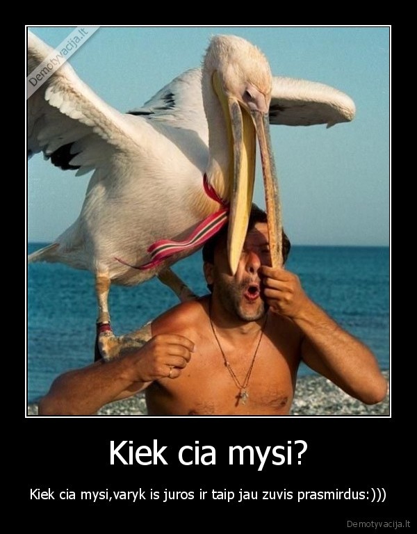 Kiek cia mysi?