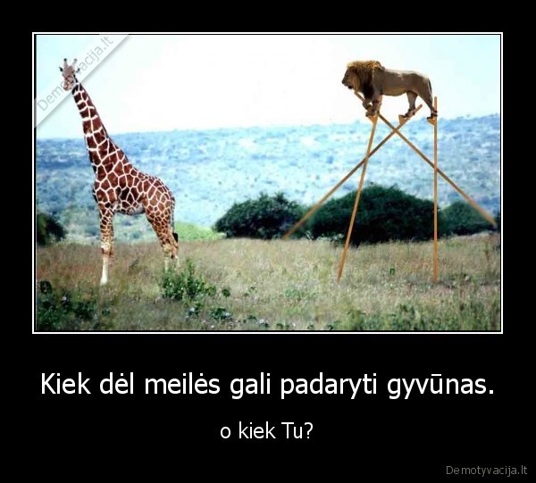 liutas, ne, karalius