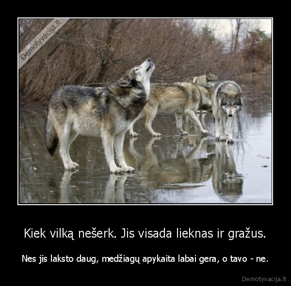 grazus, vilkai,lieknumas,svoris