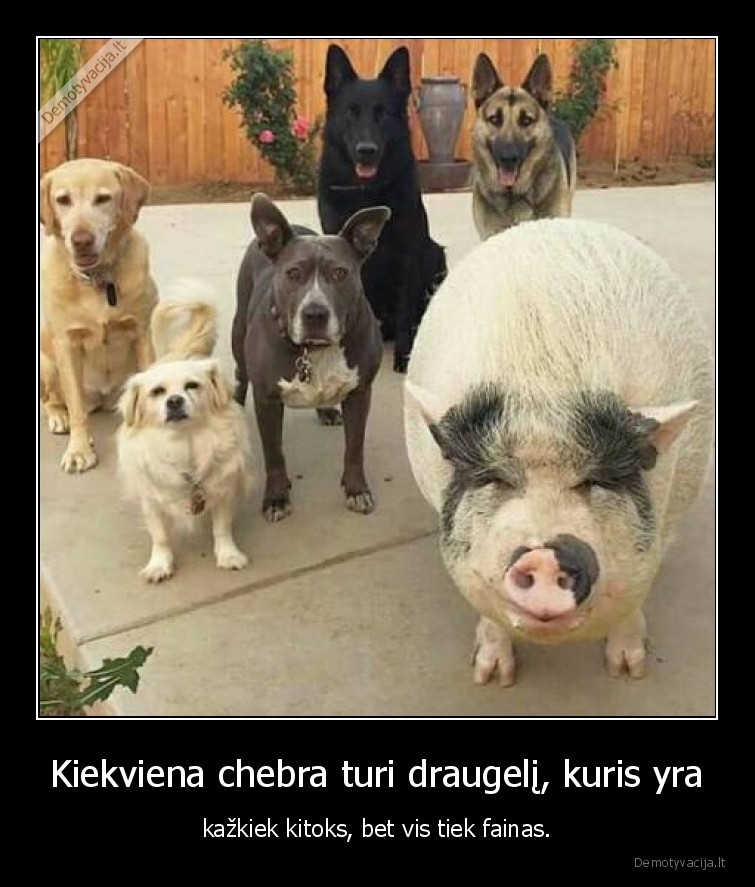 suo,kiaule,chebra