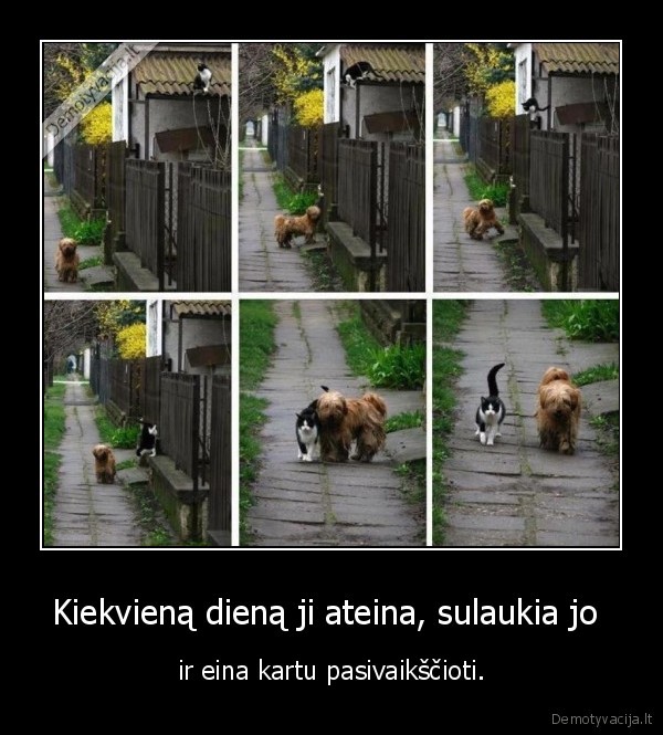 suo,kate,katinas,draugyste