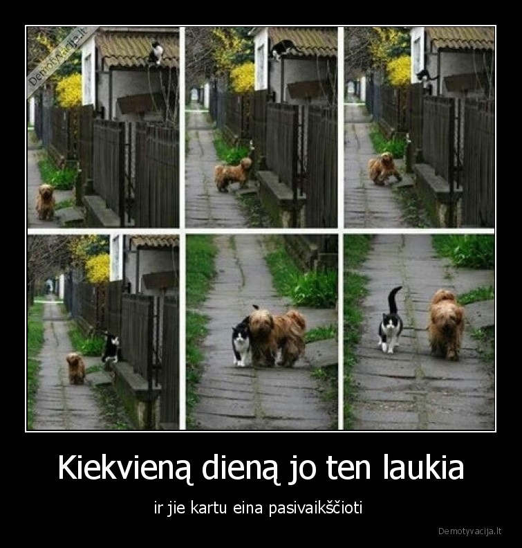 draugyste,ribos,sunys,neturi, ribu,kates,katinas,suo