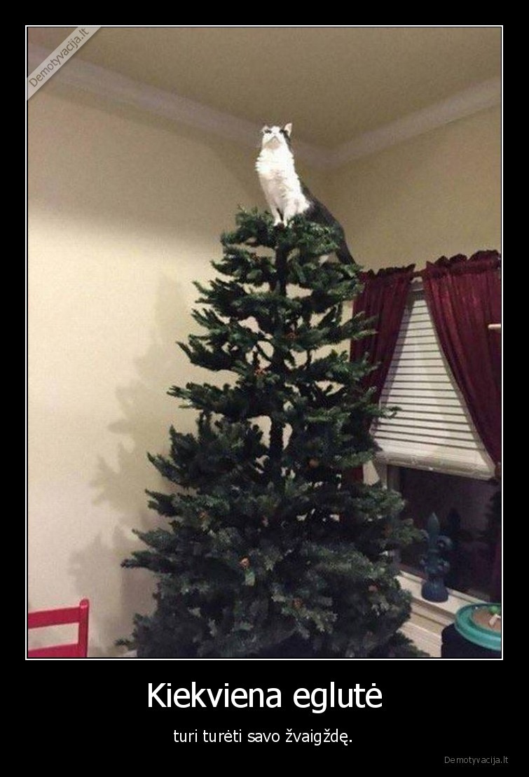 eglute,kate,zvaigzde,katinas