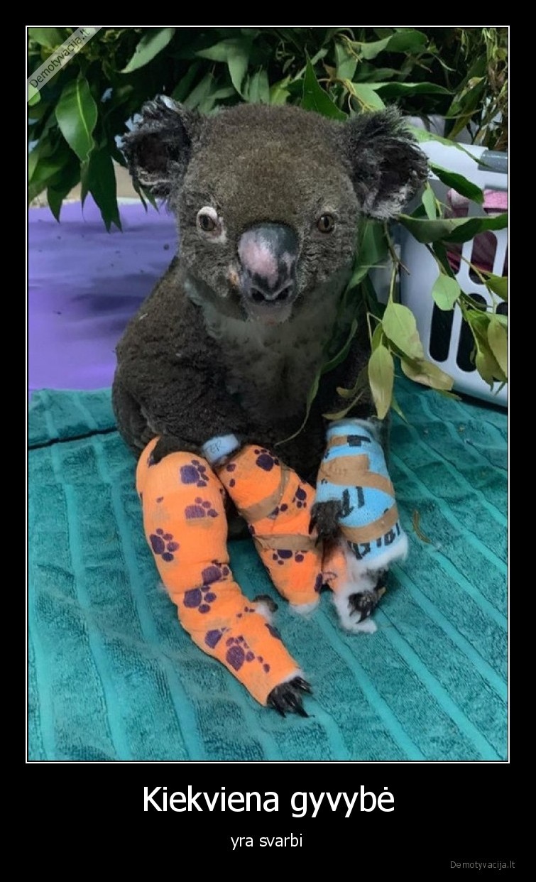 koala,australija,gyvybe