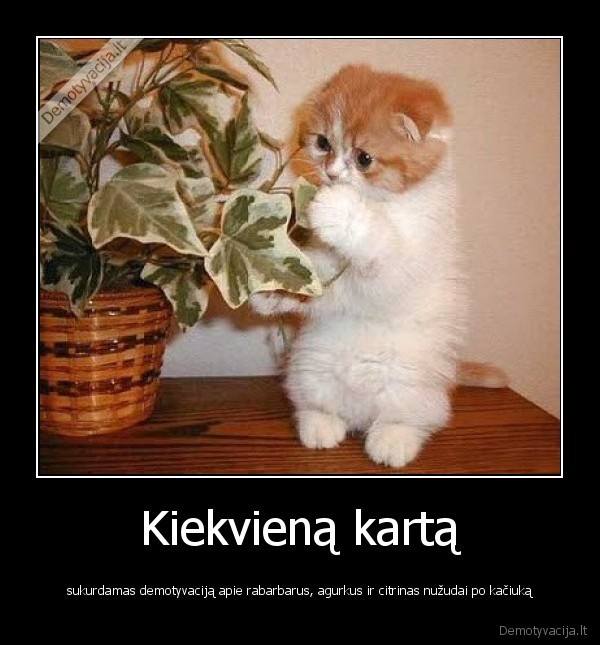 rabarbarai, citrinos, agurkai, kaciukas, hide, kids, hide, wife, and, hide, husband