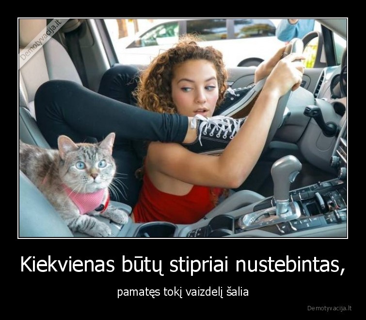 katinas,kates,katinai,augintiniai,gyvunai,kate,nustebintas,merginos