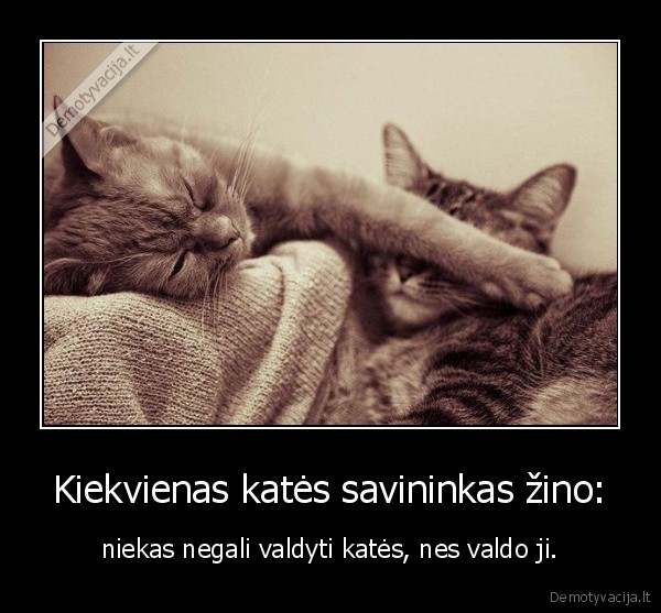 Kiekvienas katės savininkas žino: