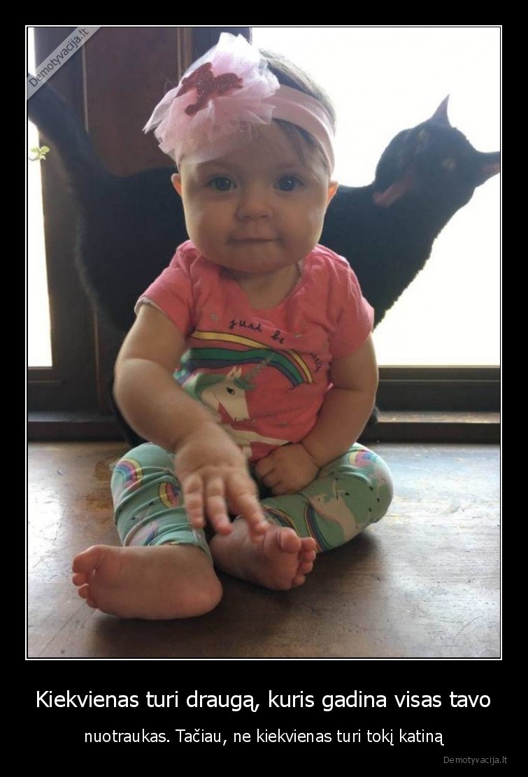 katinas,foto, bomba,nuotrauku, gadintojas,nuotraukos,kates,katinai