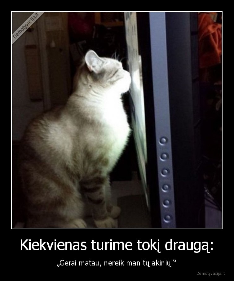 katinas,gerai,matau,regejimas