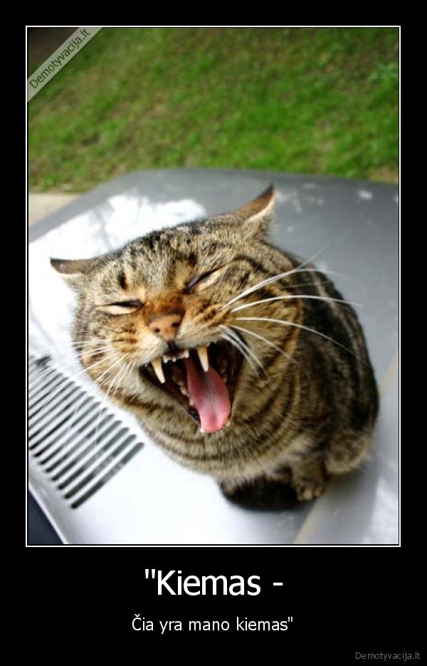 kiemas,katinas,pavasaris,geras,grazu
