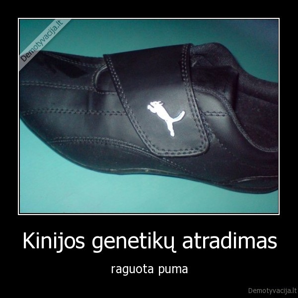 kiniskos, prekes,kiniski, kedai,pagaminta, kinijoje