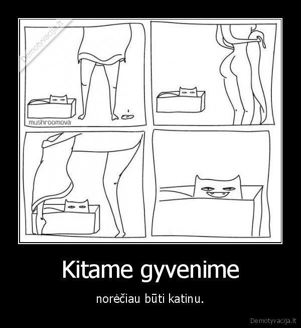 katinas,ziureti,papai