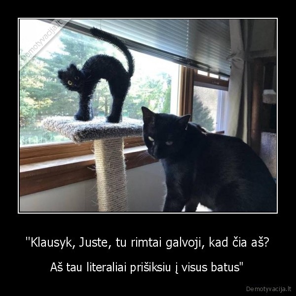 kate,katinas,juste,nepatenkintas