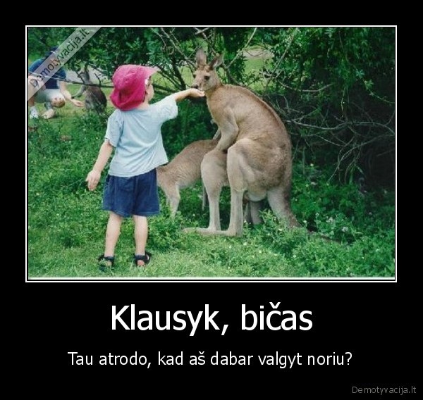 kenguros, poruojasi,seksas,maitinti, gyvunus