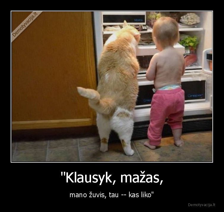 kate,katinas,zuvis,saldytuvas