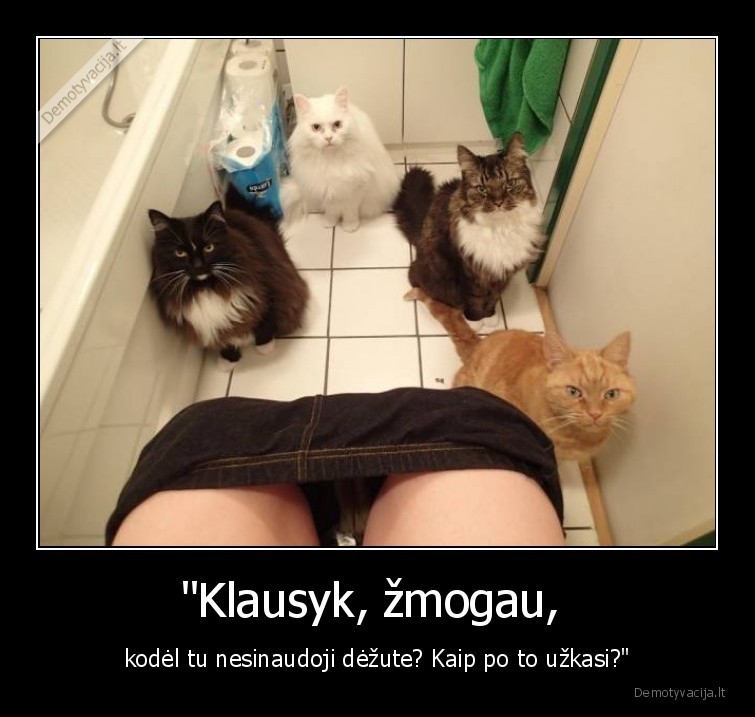 kate,katinas,zmogus,tualetas
