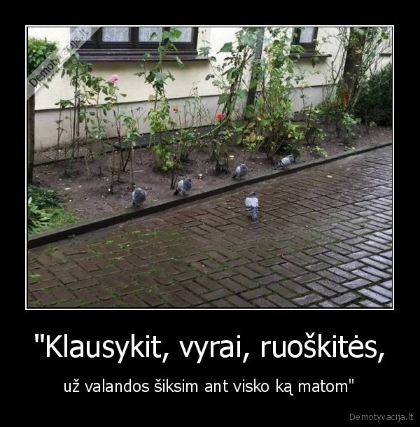 balandziai,vyrai,sikniai