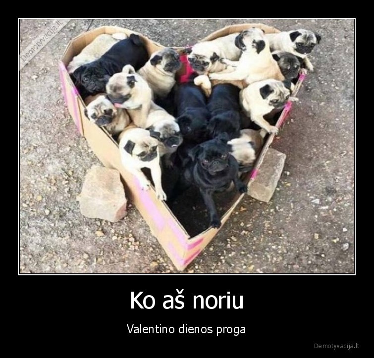 valentino, diena,suniukai