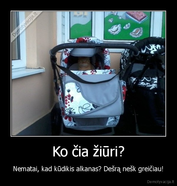 katinas, vezimelyje,juokingas, katinas