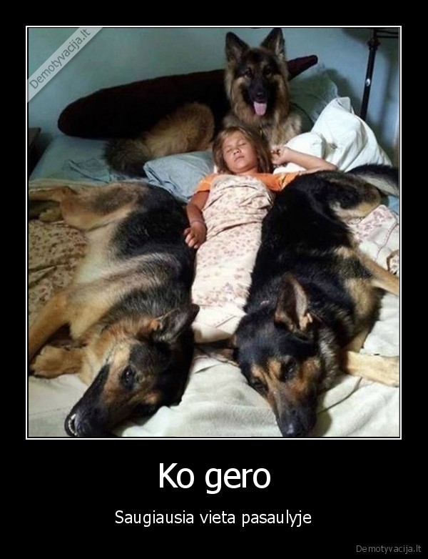 saugumas,sunys,vokieciu, aviganiai