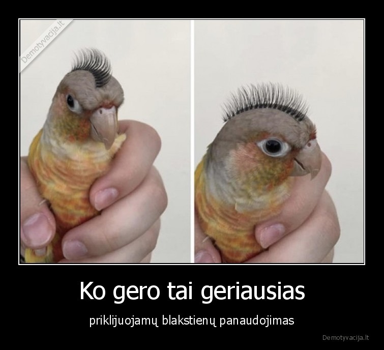 blakstienos,papuga,pankas