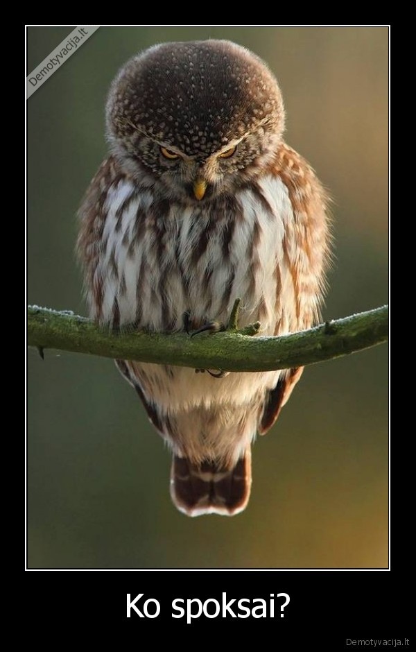 Ko spoksai?