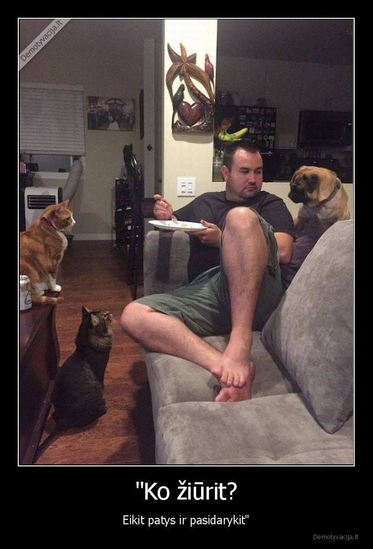 kate,katinas,maistas,valgis