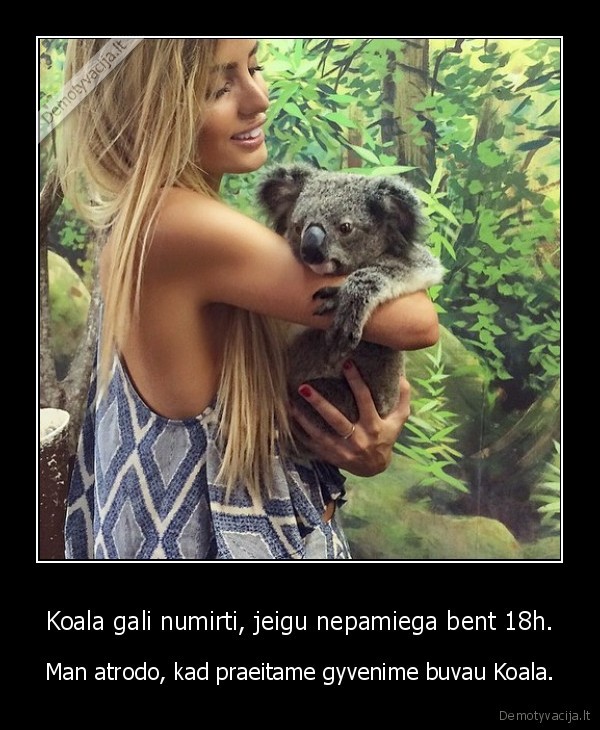 koala,miegas,mergina