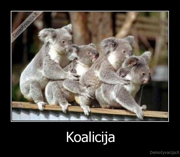 xd,koalicija,koala