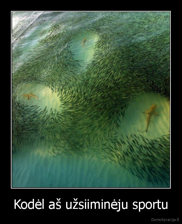 kietas, pries, visus,didelis,geresnis, negu, kiti,ryklys, tarp, zuvu