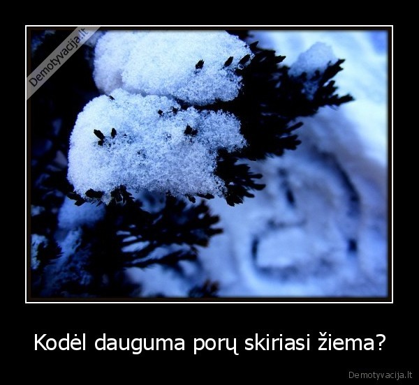 Kodėl dauguma porų skiriasi žiema?