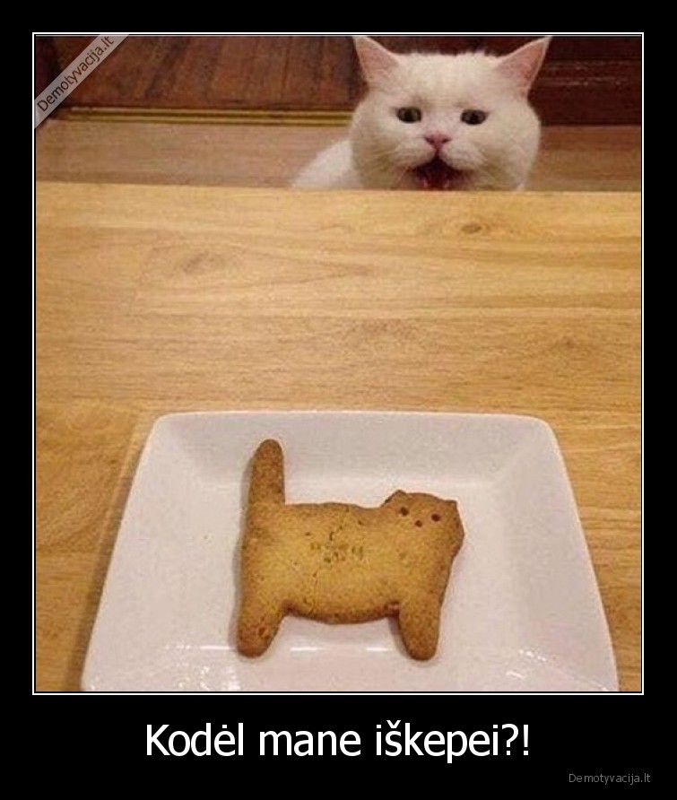 katinas,iskepe,sausainis