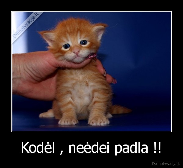 Kodėl , neėdei padla !!