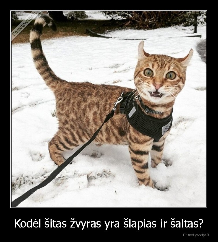 katinas,pirmas,kartas,sniegas