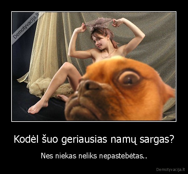 suo, suo, dog, safehouse