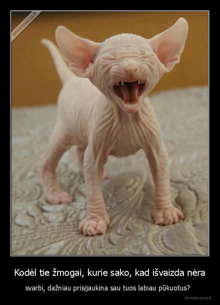 katinas,sfinksas,mazas