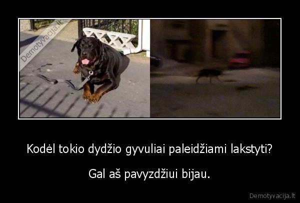 gyvuliai,laksto,gasdina,baisu